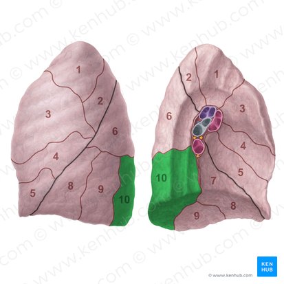 Posterior basal segment of left lung (Segmentum basale posterius pulmonis sinistri); Image: Paul Kim