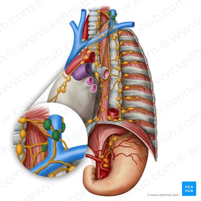 Nodi lymphoidei supraclaviculares (Supraklavikuläre Lymphknoten); Bild: Irina Münstermann