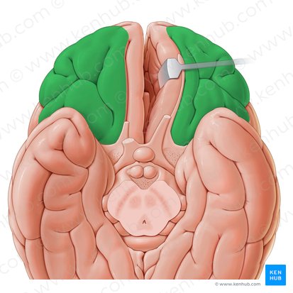 Giros orbitários (Gyri orbitales); Imagem: Paul Kim