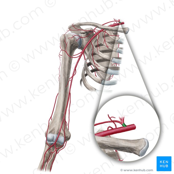 Thyrocervical trunk (Truncus thyrocervicalis); Image: Yousun Koh