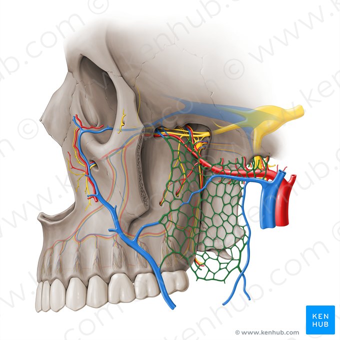 Pterygoid venous plexus (Plexus venosus pterygoideus); Image: Paul Kim