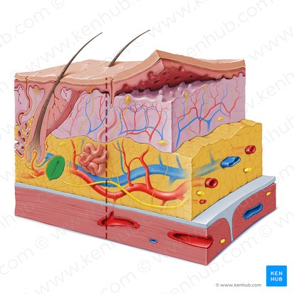 Lamellar (Pacinian) corpuscle (Corpusculum lamellosum); Image: Paul Kim
