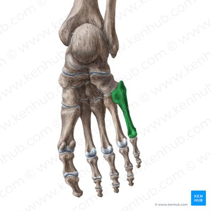 5th metatarsal bone (Os 5 metatarsi); Image: Liene Znotina