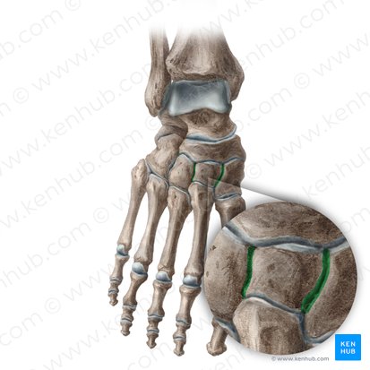 Articulationes intercuneiformes (Zwischenkeilbeingelenke); Bild: Liene Znotina