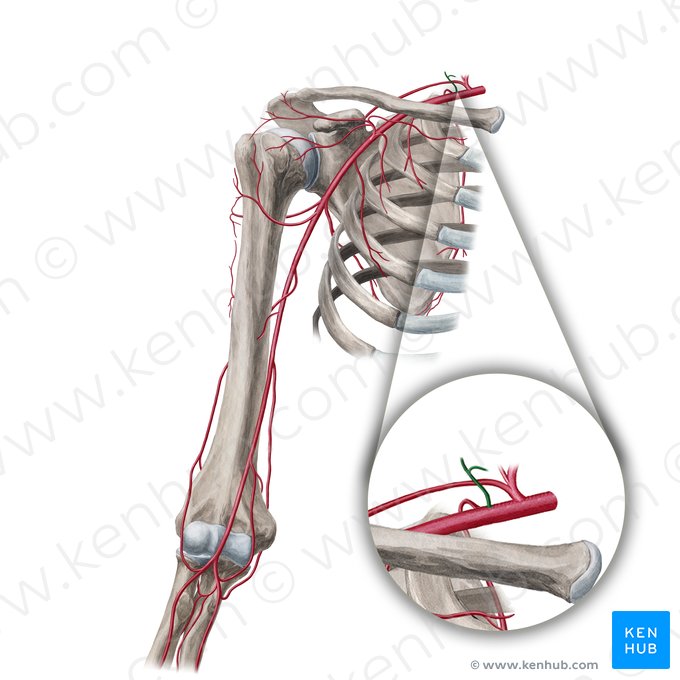 Truncus costocervicalis (Rippen-Halsschlagader-Stamm); Bild: Yousun Koh