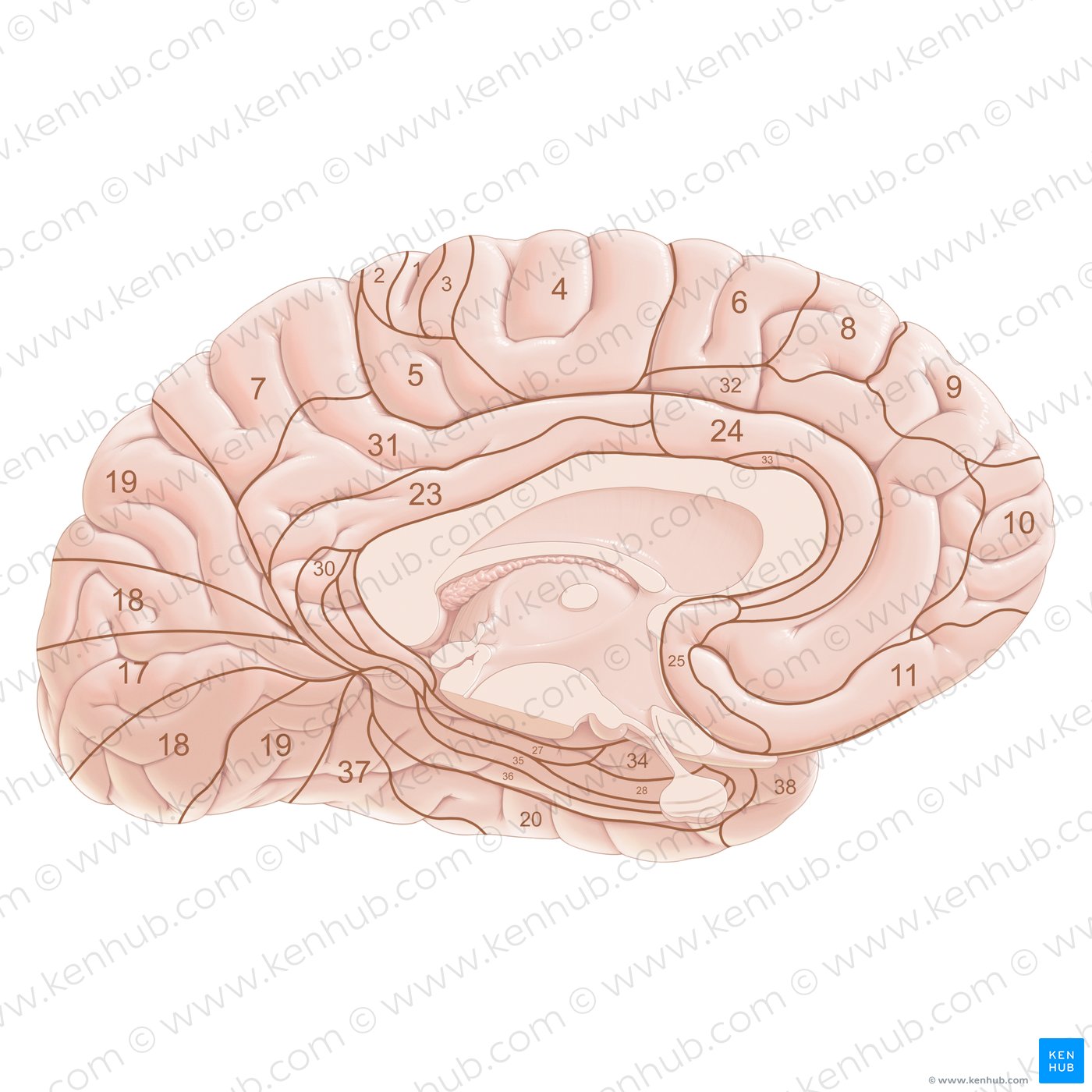 Brodmann areas (medial view)