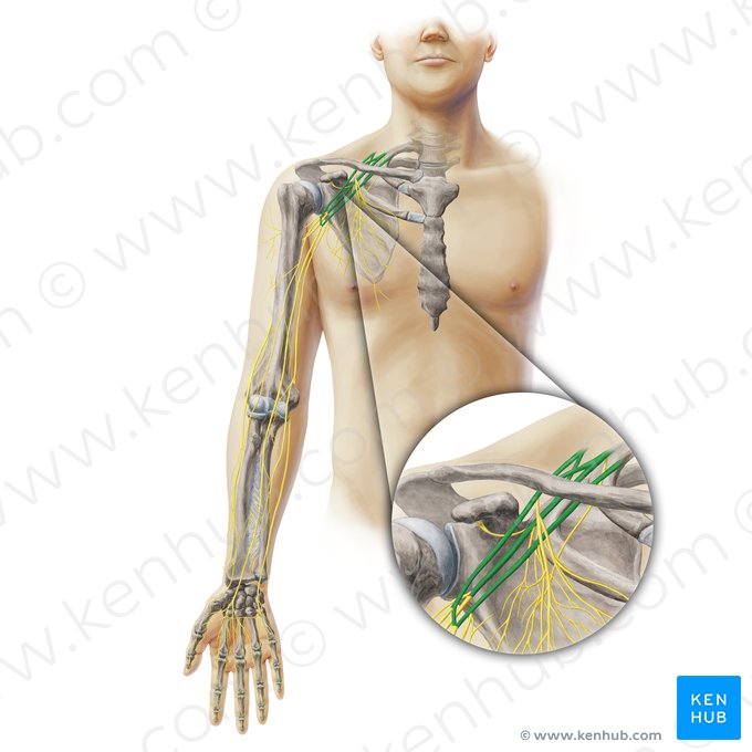 Brachial plexus (Plexus brachialis); Image: Paul Kim