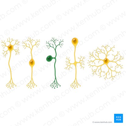 Neurone pseudounipolaire (Neuron pseudounipolare); Image : Paul Kim