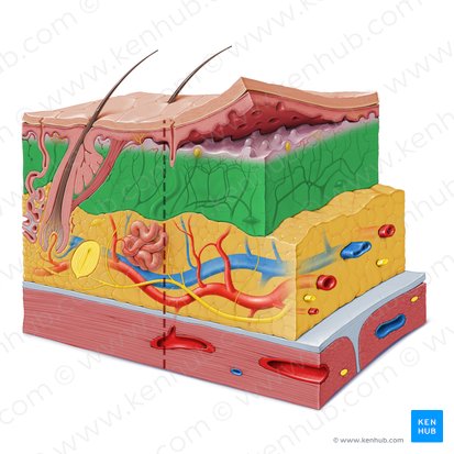 Reticular layer of dermis (Stratum reticulare dermis); Image: Paul Kim
