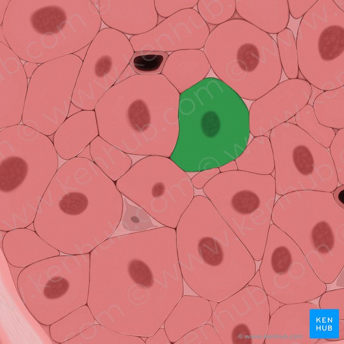 Smooth muscle cell (Myocytus levis); Image: Tal Bavli Ziv