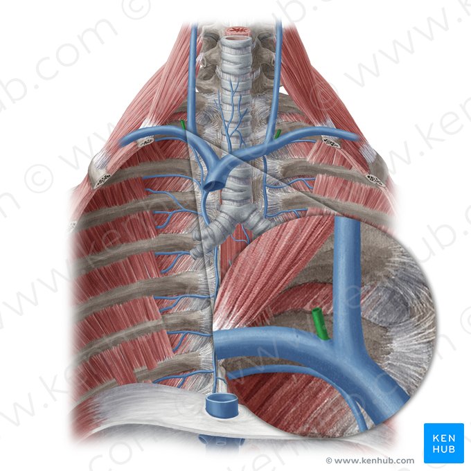 Vena jugularis externa (Äußere Drosselvene); Bild: Yousun Koh