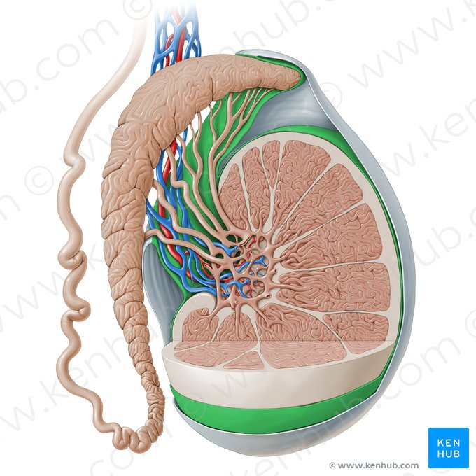Lamina visceralis tunicae vaginalis testis (Viszerales Blatt der Scheidenhaut des Hodens); Bild: Paul Kim