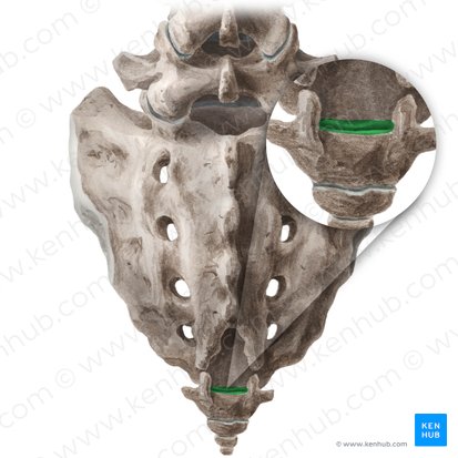 Sacrococcygeal joint (Articulatio sacrococcygea); Image: Liene Znotina