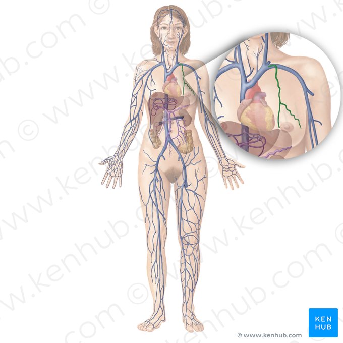 Internal thoracic vein (Vena thoracica interna); Image: Begoña Rodriguez