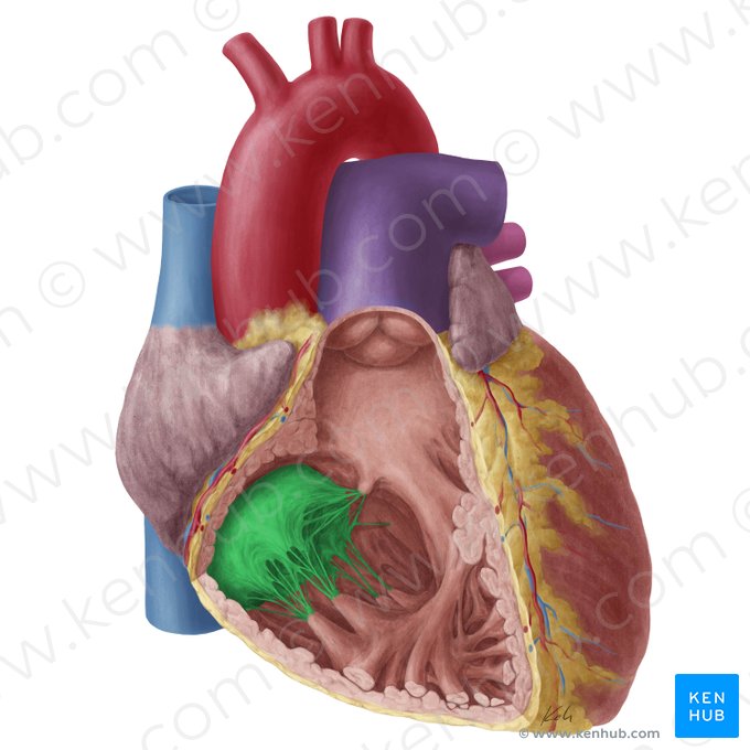 Right atrioventricular valve (Valva atrioventricularis dextra); Image: Yousun Koh