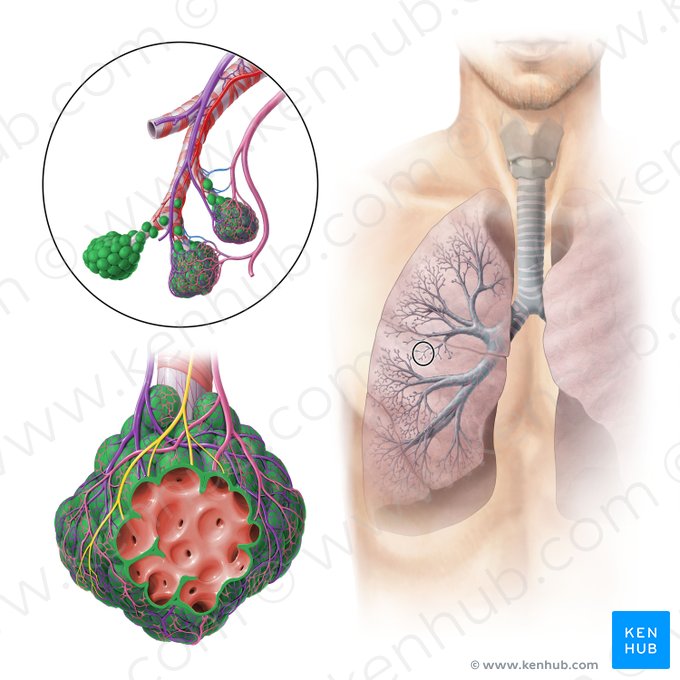 Alveolus (Alveolus pulmonis); Image: Paul Kim