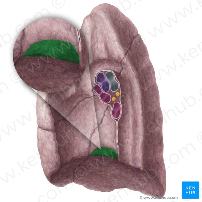 Impressio venae cavae inferioris pulmonis dextri (Abdruck der unteren Hohlvene der rechten Lunge); Bild: Yousun Koh