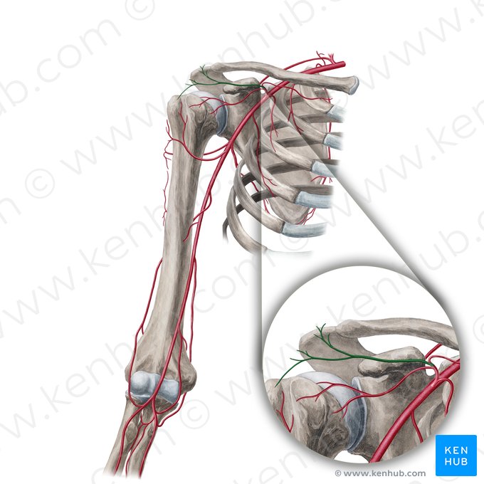 Ramus acromialis arteriae thoracoacromialis (Akromialer Ast der Brustkorb-Schulter-Arterie); Bild: Yousun Koh
