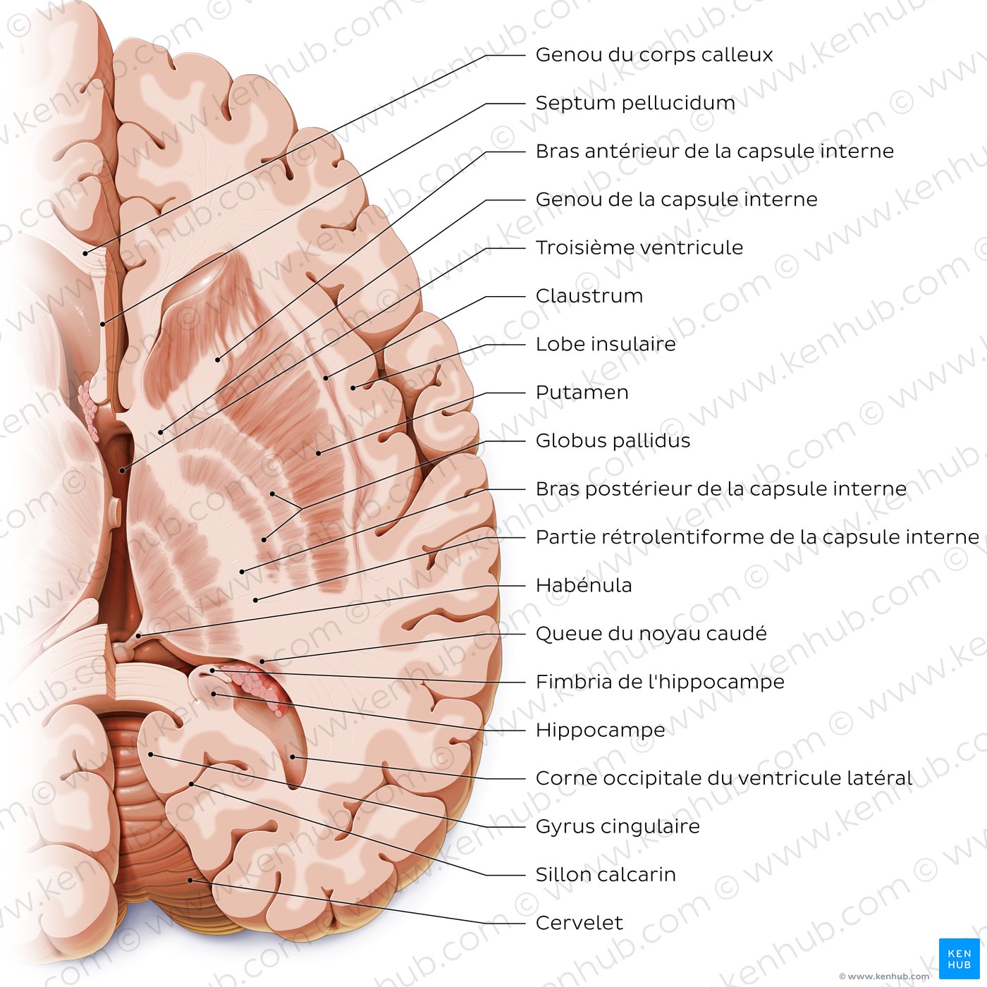 Horizontal section of the brain: Section B