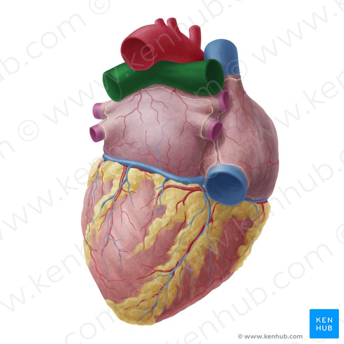 Pulmonary artery (Arteria pulmonalis); Image: Yousun Koh