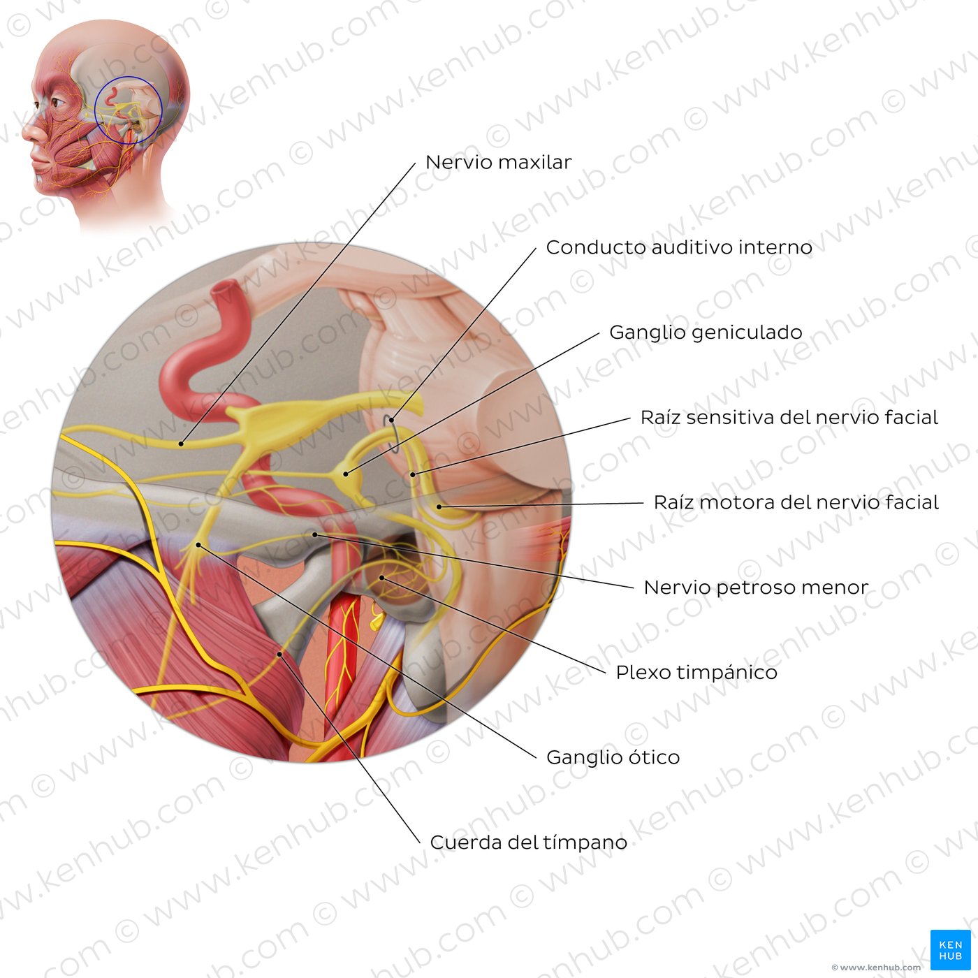 El trayecto del nervio facial (2)