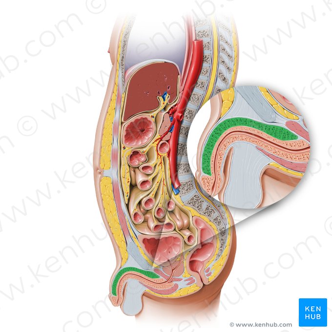 Corpus cavernosum of penis (Corpus cavernosum penis); Image: Paul Kim