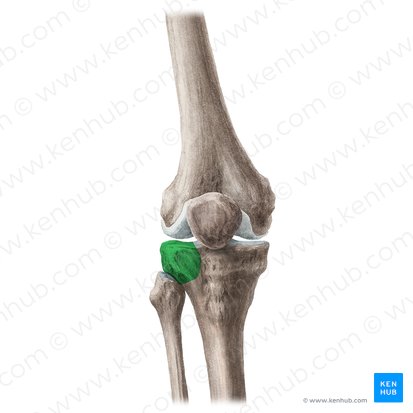 Côndilo lateral da tíbia (Condylus lateralis tibiae); Imagem: Liene Znotina