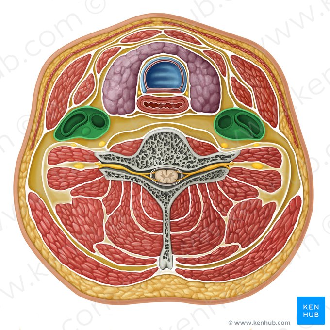 Vascular compartment (Compartimentum vasorum); Image: Irina Münstermann
