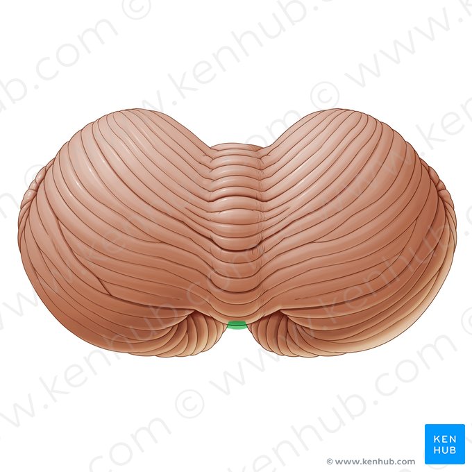 Posterior notch of cerebellum (Incisura posterior cerebelli); Image: Paul Kim