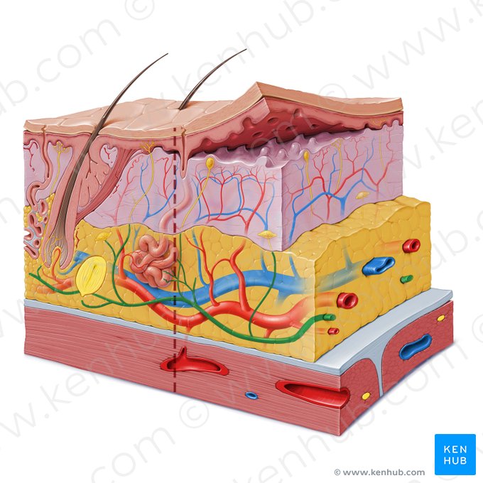 Plexo nervoso subcutâneo (Plexus nervosus subcutaneus); Imagem: Paul Kim