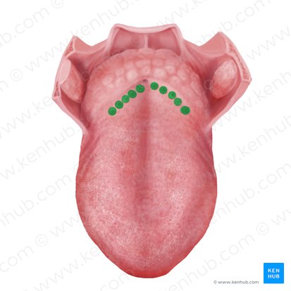 Vallate papillae (Papillae vallatae); Image: Begoña Rodriguez