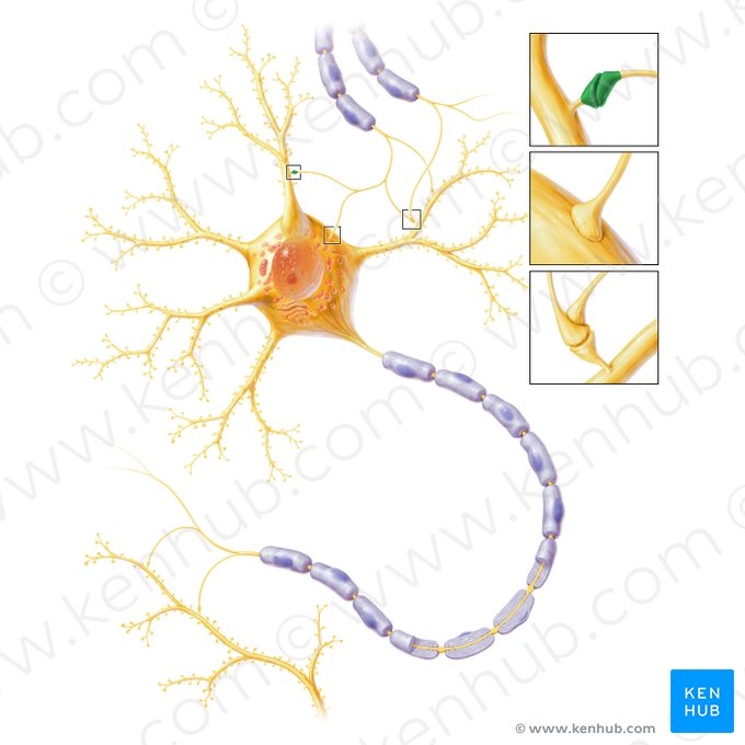 Synapsis axodendritica (Axodendritische Synapse); Bild: Paul Kim