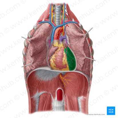 Left ventricle of heart (Ventriculus sinister cordis); Image: Yousun Koh