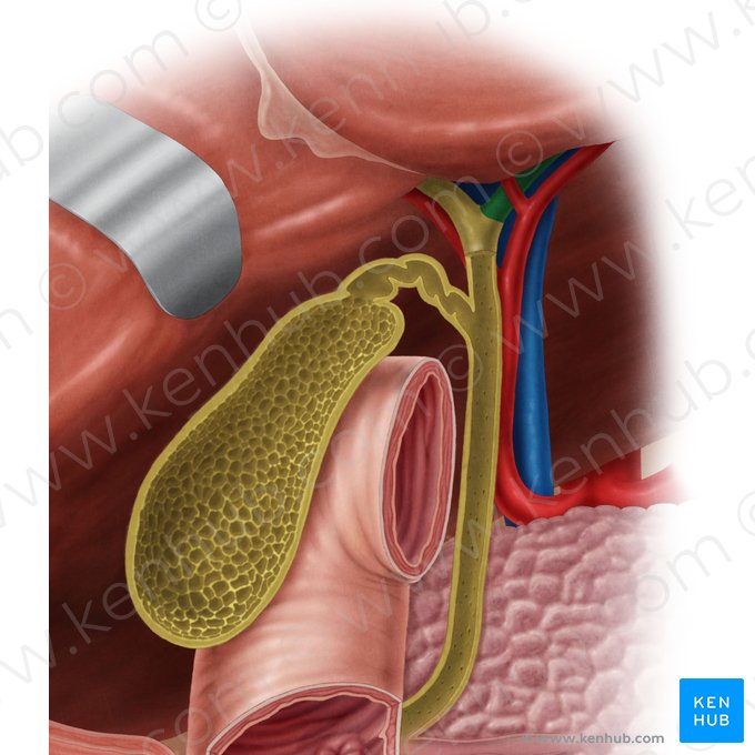 Left hepatic duct (Ductus hepaticus sinister); Image: Samantha Zimmerman