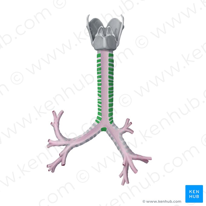 Tracheal cartilage (Cartilago tracheae); Image: Begoña Rodriguez