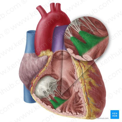Anterior papillary muscle of right ventricle (Musculus papillaris anterior ventriculi dextri); Image: Yousun Koh