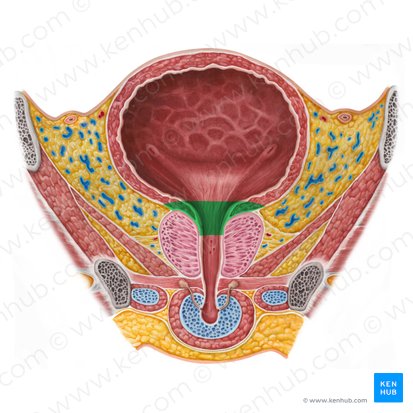 Neck of urinary bladder (Cervix vesicae urinariae); Image: Irina Münstermann