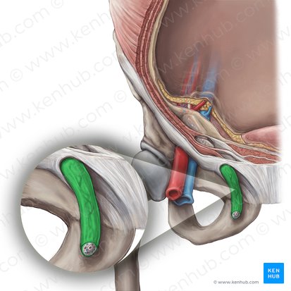 Fascia spermatique externe (Fascia spermatica externa); Image : Hannah Ely