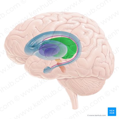 Tálamo (Thalamus); Imagem: Paul Kim