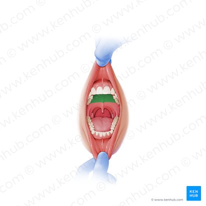 Hard palate (Palatum durum); Image: Paul Kim