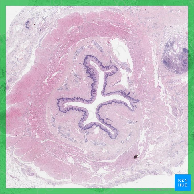 Oesophagus (Speiseröhre); Bild: 