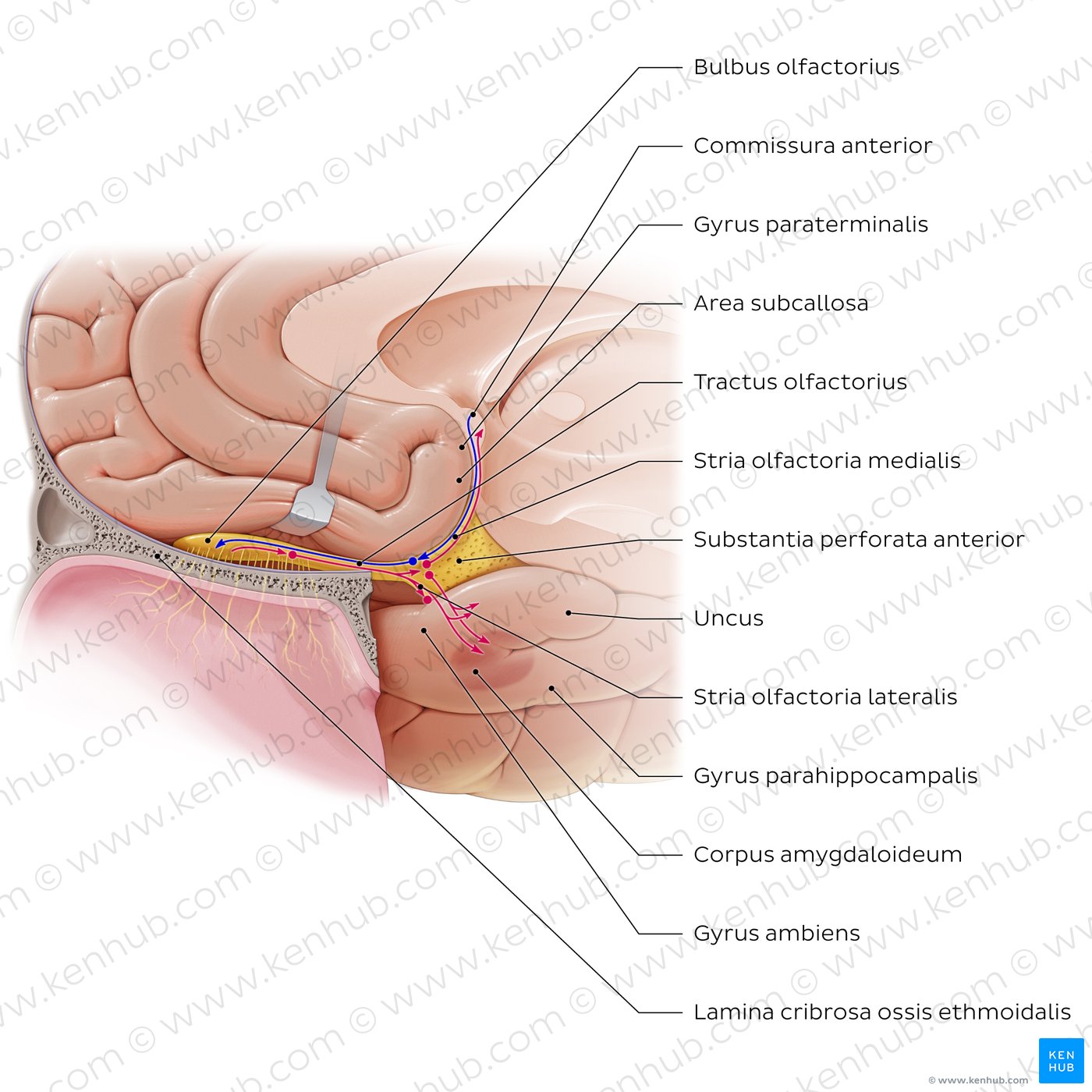 Olfactory nerve