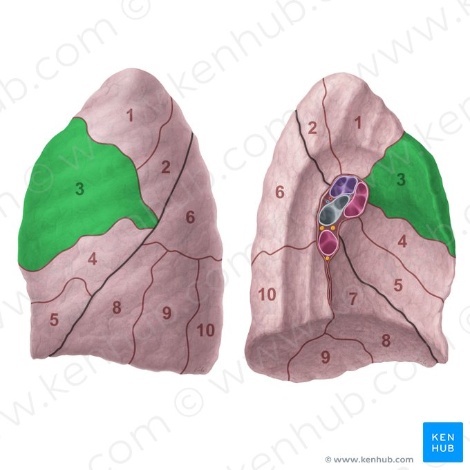 Anterior segment of left lung (Segmentum anterius pulmonis sinistri); Image: Paul Kim