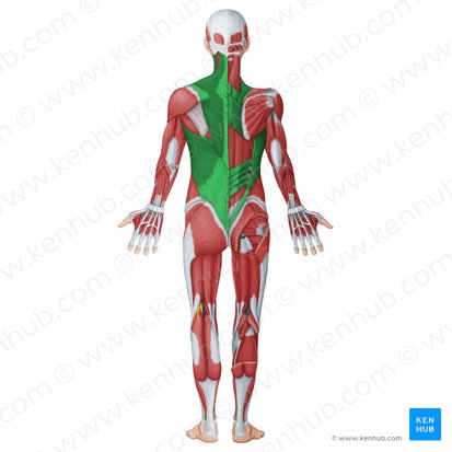Musculi superficiales dorsi (Oberflächliche Rückenmuskulatur); Bild: Irina Münstermann