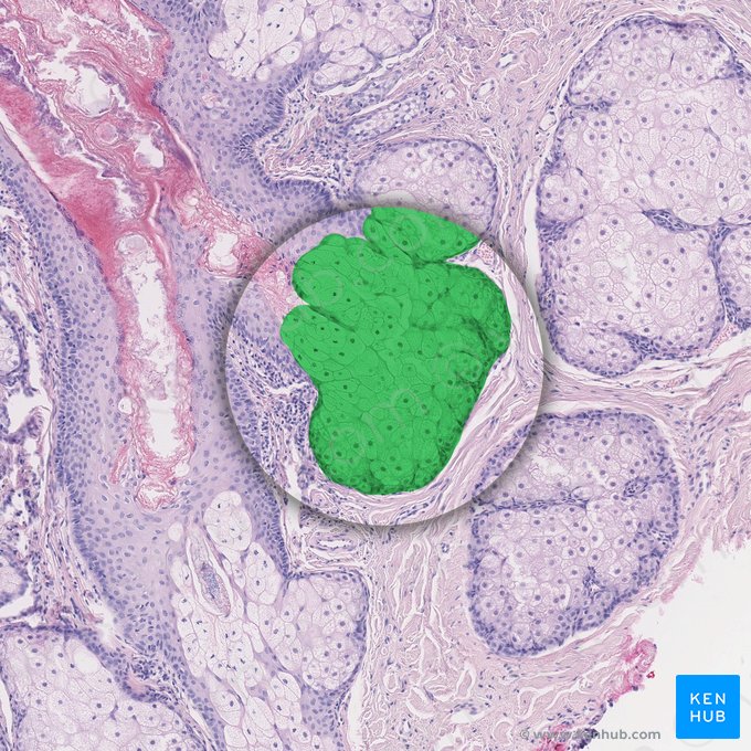 Sebaceous gland (Glandula sebacea); Image: 