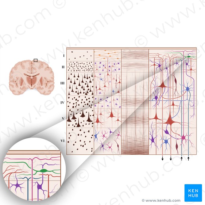 Horizontal neuron (Cajal-Retzius cell) (Neuron horizontale); Image: Paul Kim