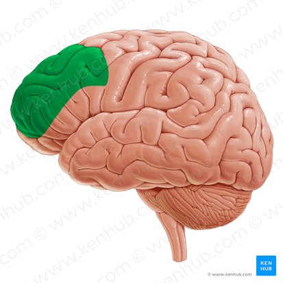 Dorsolateral prefrontal cortex (Cortex prefrontalis dorsolateralis); Image: Paul Kim
