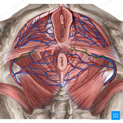 Perineal artery (Arteria perinealis); Image: Rebecca Betts