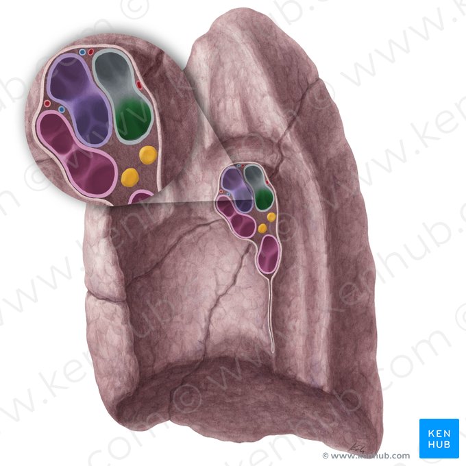 Bronchus intermedius pulmonis dextri (Mittlerer Lappenbronchus der rechten Lunge); Bild: Yousun Koh