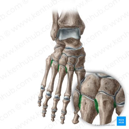 Intermetatarsal joints (Articulationes intermetatarseae); Image: Liene Znotina